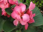 pink canna