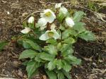 Helleborus niger