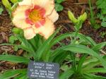 Hillbilly Heart Daylily - Bloom - 03-27-2009