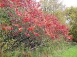 Sumac in fall