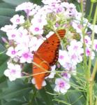 Gulf Fritillary Butterfly and Phlox