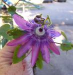 My first Passion Flower Bloom