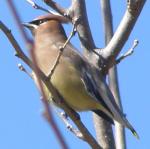 Waxwing