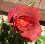 My Brown Rose