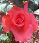 My Coral Rose
