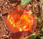 My Orange Rose