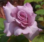 My Purple Rose