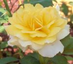 My Yellow/White Rose