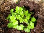 Lemon Chiffon Heuchera