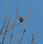 Yellow Shafted Flicker-Male