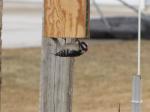 Downy Woodpecker