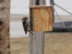 Downy Woodpecker