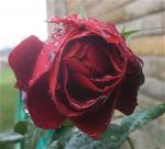 October Brown Rose
