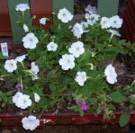 Wagon of white Petunias