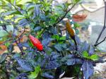 Explosive Ember chilies changing color to red