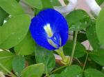 Butterfly Pea