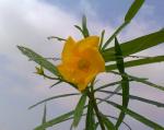 Yellow Oleander.