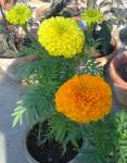 Marigolds 1