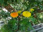 Marigolds 2