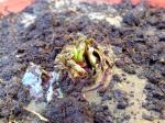 Giant Irani onion planted (up close).