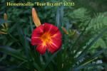 Hemerocallis "Bear Bryant"