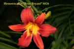 Hemerocallis "Bear Bryant" 8826