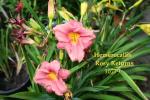 Hemerocallis 'Rosy Returns'