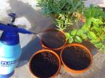 Watering the Dwarf Sunflower seeds.