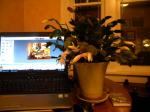 Thanksgiving cactus and work station