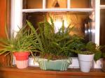My 3 favorite house plants...hundreds have gone on...