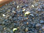 Dwarf Sunflower seeds sprouted!