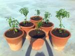 6 Joe E Parker chili plants transplanted into bigger pots.