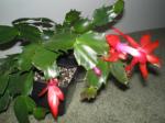 red Christmas plant