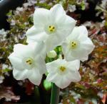 Paperwhite Narcissus