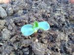 Dwarf Sunflower transplanted.