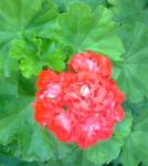 This pelargonium is as beautiful as any rose I have seen.