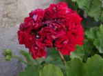 This pelargonium is as beautiful as any rose I have seen