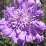 This Scabiosa is also beautiful