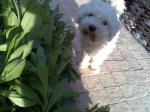 Snoopy pointing out damage to the Daisies