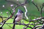 Tufted Titmouse