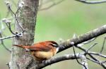 Carolina Wren