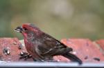 House finch