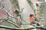 House finch  with fluffed feathers on a cold day