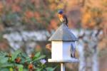 Eastern bluebirds