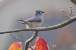 tufted titmouse taking a break