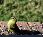 American Goldfinch