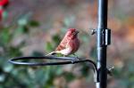 Purple finch