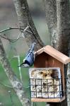 White Breasted Nuthatch