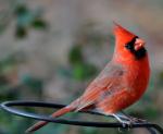 Last but not least...my favorite...the Cardinal