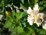 close up of the flower